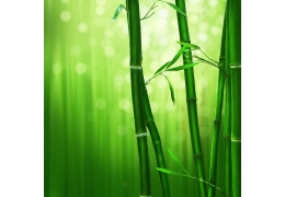 Bambú, un material emergente en la restauración actual